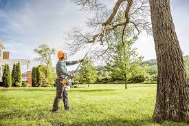 Professional Tree Services in Arkadelphia, AR