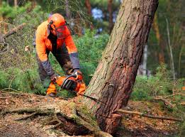 Best Stump Grinding and Removal  in Kadelphia, AR