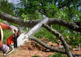 How Our Tree Care Process Works  in  Arkadelphia, AR